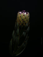 PROTEA BARBIGERA NIOBE, sugarbush, South African plants, floral photography by TOMas Rodak, TOMs FLOWer CLUB.