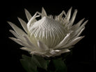 White King Protea Hasselblad photo art by Swiss photographer TOMas Rodak for sale at TOMs FLOWer CLUB, limited edition of floral art. 