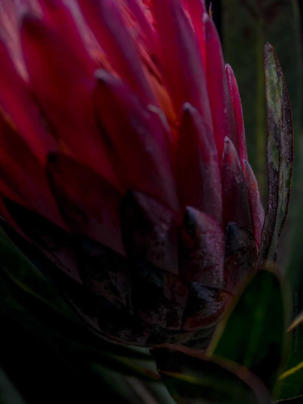 Red Protea Hasselblad photo art by Swiss photographer TOMas Rodak for sale at TOMs FLOWer CLUB, limited edition of floral art. 