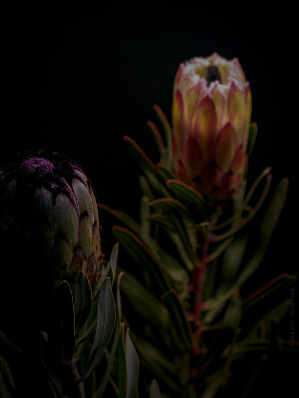 Protea Hasselblad photo art by Swiss photographer TOMas Rodak for sale at TOMs FLOWer CLUB, limited edition of floral art. 