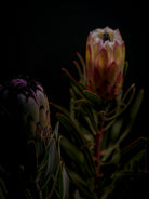 Protea Hasselblad photo art by Swiss photographer TOMas Rodak for sale at TOMs FLOWer CLUB, limited edition of floral art. 
