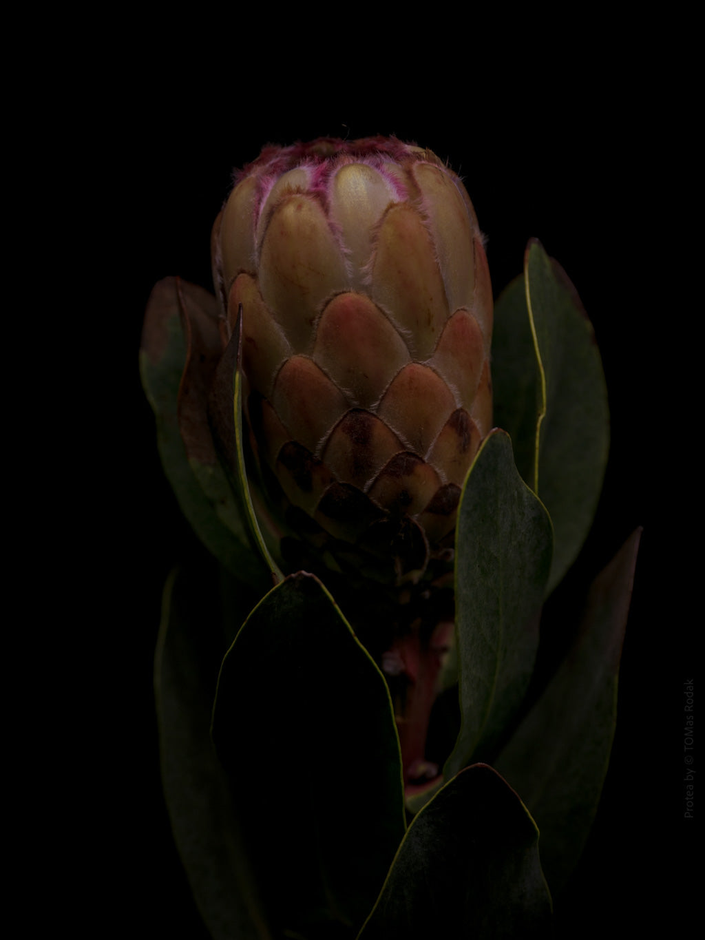 Protea Hasselblad photo art by Swiss photographer TOMas Rodak for sale at TOMs FLOWer CLUB, limited edition of floral art. 
