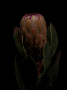 Protea Hasselblad photo art by Swiss photographer TOMas Rodak for sale at TOMs FLOWer CLUB, limited edition of floral art. 