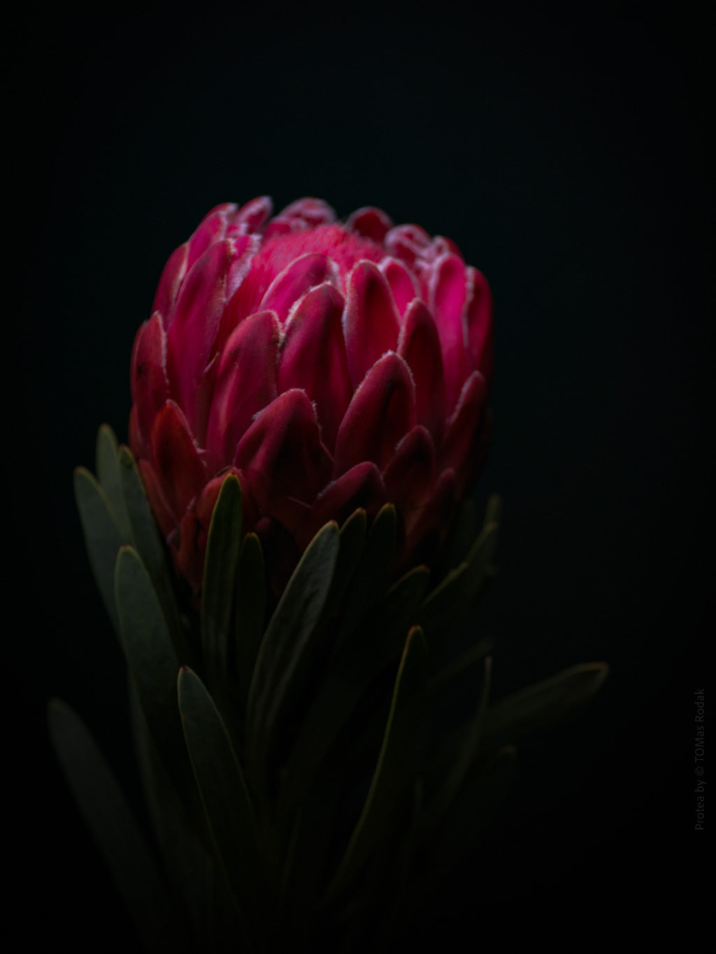 Protea Hasselblad photo art by Swiss photographer TOMas Rodak for sale at TOMs FLOWer CLUB, limited edition of floral art. 