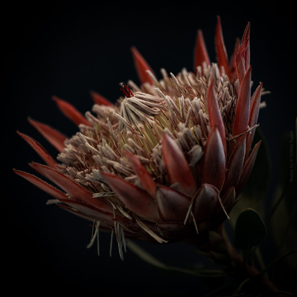 King Protea Hasselblad photo art by Swiss photographer TOMas Rodak for sale at TOMs FLOWer CLUB, limited edition of floral art. 