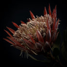 King Protea Hasselblad photo art by Swiss photographer TOMas Rodak for sale at TOMs FLOWer CLUB, limited edition of floral art. 