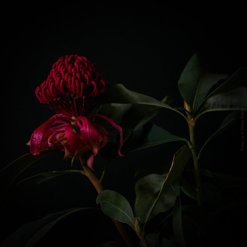 Protea Hasselblad photo art by Swiss photographer TOMas Rodak for sale at TOMs FLOWer CLUB, limited edition of floral art. 