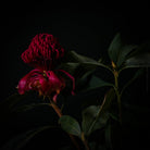 Protea Hasselblad photo art by Swiss photographer TOMas Rodak for sale at TOMs FLOWer CLUB, limited edition of floral art. 