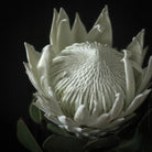 White King Protea Hasselblad photo art by Swiss photographer TOMas Rodak for sale at TOMs FLOWer CLUB, limited edition of floral art. 