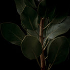 Protea Hasselblad photo art by Swiss photographer TOMas Rodak for sale at TOMs FLOWer CLUB, limited edition of floral art. 