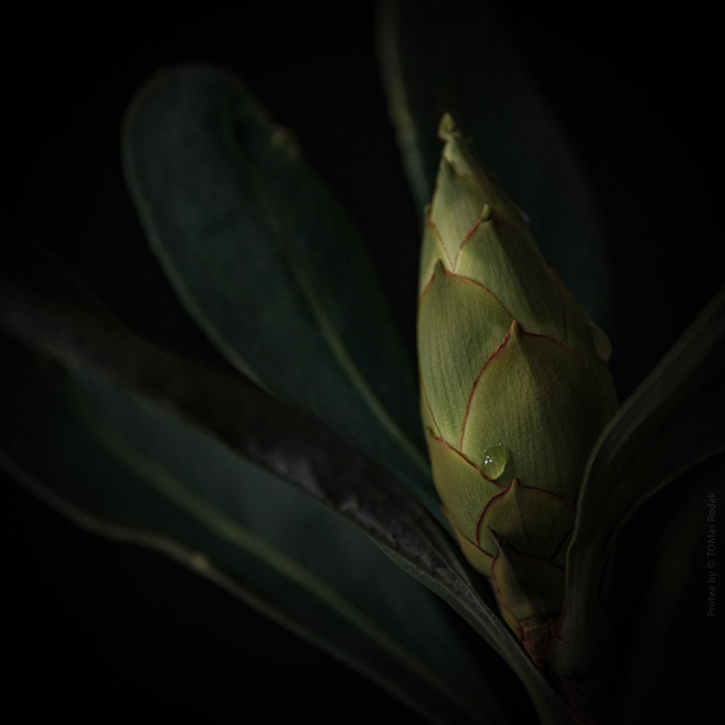 Protea Hasselblad photo art by Swiss photographer TOMas Rodak for sale at TOMs FLOWer CLUB, limited edition of floral art. 
