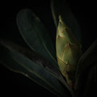 Protea Hasselblad photo art by Swiss photographer TOMas Rodak for sale at TOMs FLOWer CLUB, limited edition of floral art. 