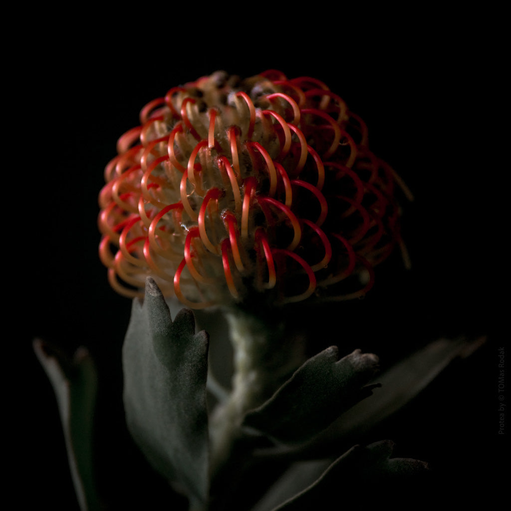 Protea Hasselblad photo art by Swiss photographer TOMas Rodak for sale at TOMs FLOWer CLUB, limited edition of floral art. 