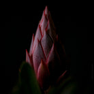 Protea Hasselblad photo art by Swiss photographer TOMas Rodak for sale at TOMs FLOWer CLUB, limited edition of floral art. 