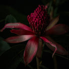 Protea Hasselblad photo art by Swiss photographer TOMas Rodak for sale at TOMs FLOWer CLUB, limited edition of floral art. 