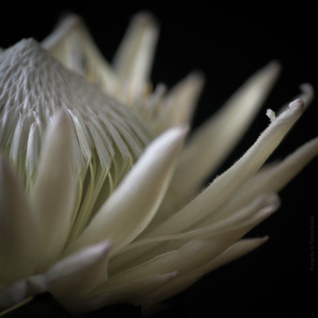 White King Protea Hasselblad photo art by Swiss photographer TOMas Rodak for sale at TOMs FLOWer CLUB, limited edition of floral art. 