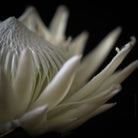 White King Protea Hasselblad photo art by Swiss photographer TOMas Rodak for sale at TOMs FLOWer CLUB, limited edition of floral art. 