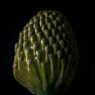 Protea Hasselblad photo art by Swiss photographer TOMas Rodak for sale at TOMs FLOWer CLUB, limited edition of floral art. 