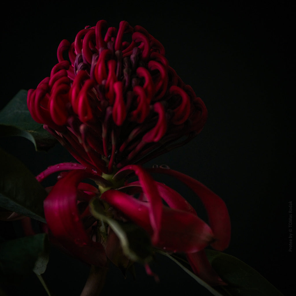 Red Protea Hasselblad photo art by Swiss photographer TOMas Rodak for sale at TOMs FLOWer CLUB, limited edition of floral art. 