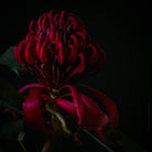 Red Protea Hasselblad photo art by Swiss photographer TOMas Rodak for sale at TOMs FLOWer CLUB, limited edition of floral art. 