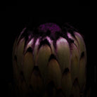 Protea Hasselblad photo art by Swiss photographer TOMas Rodak for sale at TOMs FLOWer CLUB, limited edition of floral art. 