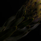 Protea Hasselblad photo art by Swiss photographer TOMas Rodak for sale at TOMs FLOWer CLUB, limited edition of floral art. 
