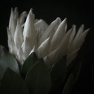 Protea Hasselblad photo art by Swiss photographer TOMas Rodak for sale at TOMs FLOWer CLUB, limited edition of floral art. 