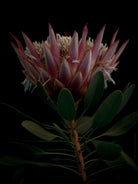 King Protea Hasselblad photo art by Swiss photographer TOMas Rodak for sale at TOMs FLOWer CLUB, limited edition of floral art. 