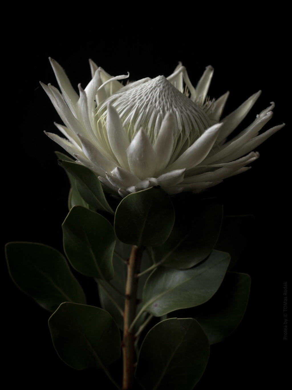 White King Protea Hasselblad photo art by Swiss photographer TOMas Rodak for sale at TOMs FLOWer CLUB, limited edition of floral art. 