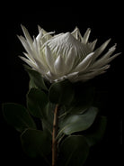 White King Protea Hasselblad photo art by Swiss photographer TOMas Rodak for sale at TOMs FLOWer CLUB, limited edition of floral art. 