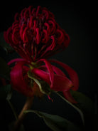 Protea Hasselblad photo art by Swiss photographer TOMas Rodak for sale at TOMs FLOWer CLUB, limited edition of floral art. 