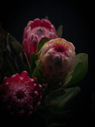 Protea Hasselblad photo art by Swiss photographer TOMas Rodak for sale at TOMs FLOWer CLUB, limited edition of floral art. 