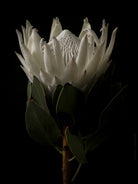 White King Protea Hasselblad photo art by Swiss photographer TOMas Rodak for sale at TOMs FLOWer CLUB, limited edition of floral art. 