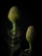 Protea Hasselblad photo art by Swiss photographer TOMas Rodak for sale at TOMs FLOWer CLUB, limited edition of floral art. 
