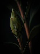 Protea Hasselblad photo art by Swiss photographer TOMas Rodak for sale at TOMs FLOWer CLUB, limited edition of floral art. 