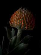 Protea Hasselblad photo art by Swiss photographer TOMas Rodak for sale at TOMs FLOWer CLUB, limited edition of floral art. 