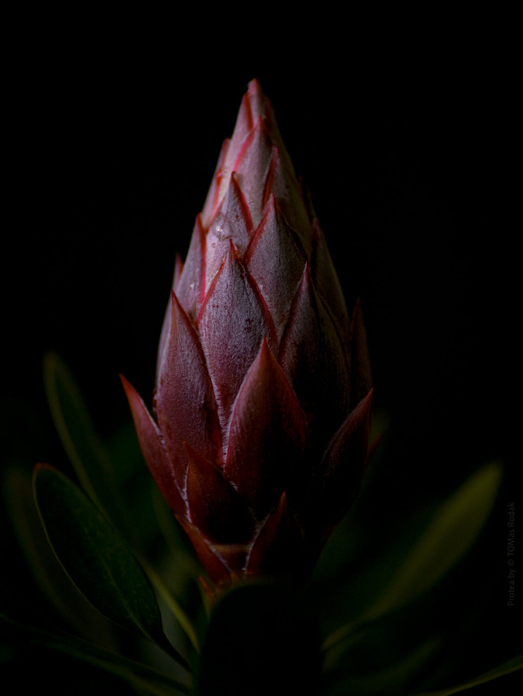 Protea Hasselblad photo art by Swiss photographer TOMas Rodak for sale at TOMs FLOWer CLUB, limited edition of floral art. 