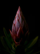 Protea Hasselblad photo art by Swiss photographer TOMas Rodak for sale at TOMs FLOWer CLUB, limited edition of floral art. 
