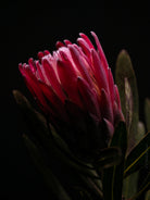 PROTEA ARISTATA, sugarbush, South African plants, floral photography by TOMas Rodak, TOMs FLOWer CLUB.
