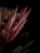 Protea Hasselblad photo art by Swiss photographer TOMas Rodak for sale at TOMs FLOWer CLUB, limited edition of floral art. 