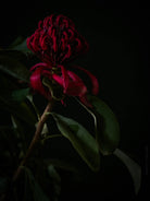 Protea Hasselblad photo art by Swiss photographer TOMas Rodak for sale at TOMs FLOWer CLUB, limited edition of floral art. 