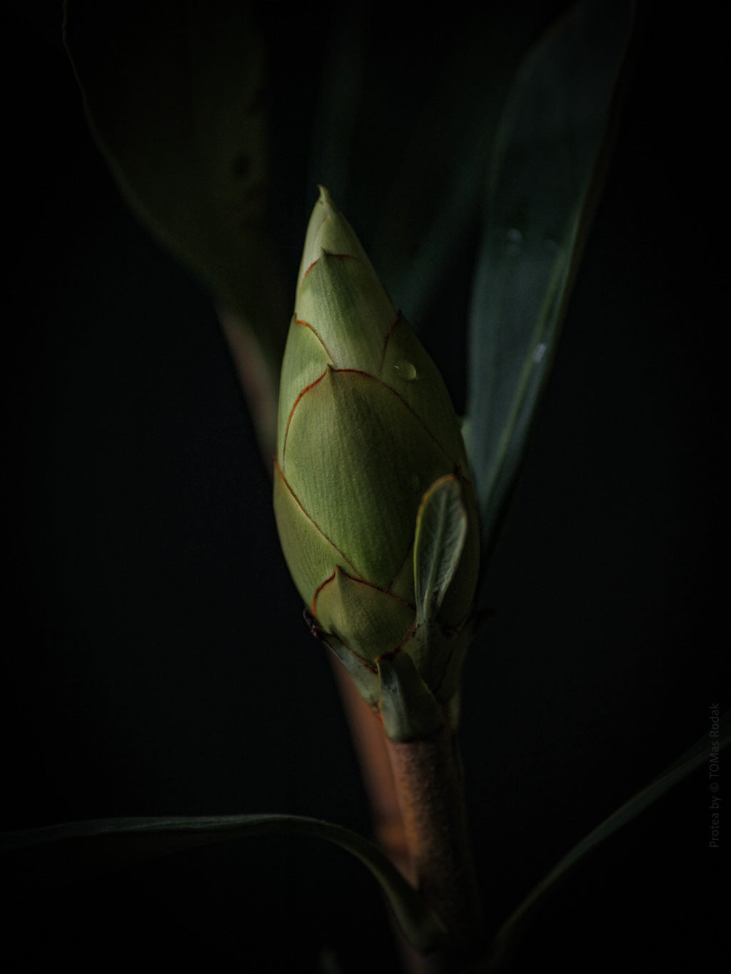 Protea Hasselblad photo art by Swiss photographer TOMas Rodak for sale at TOMs FLOWer CLUB, limited edition of floral art. 