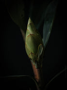 Protea Hasselblad photo art by Swiss photographer TOMas Rodak for sale at TOMs FLOWer CLUB, limited edition of floral art. 