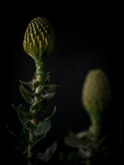 Protea Hasselblad photo art by Swiss photographer TOMas Rodak for sale at TOMs FLOWer CLUB, limited edition of floral art. 