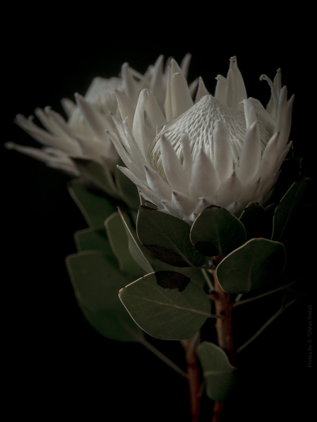Protea Hasselblad photo art by Swiss photographer TOMas Rodak for sale at TOMs FLOWer CLUB, limited edition of floral art. 