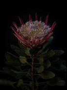 Protea Hasselblad photo art by Swiss photographer TOMas Rodak for sale at TOMs FLOWer CLUB, limited edition of floral art. 