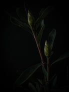 Protea Hasselblad photo art by Swiss photographer TOMas Rodak for sale at TOMs FLOWer CLUB, limited edition of floral art. 