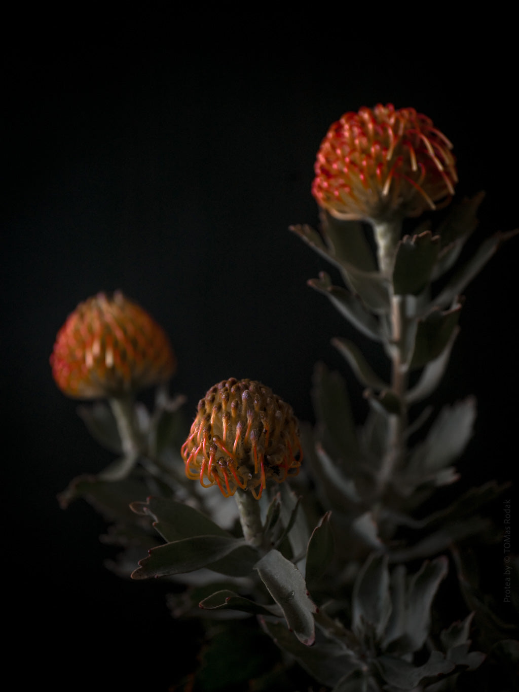Protea Hasselblad photo art by Swiss photographer TOMas Rodak for sale at TOMs FLOWer CLUB, limited edition of floral art. 