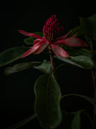 Protea Hasselblad photo art by Swiss photographer TOMas Rodak for sale at TOMs FLOWer CLUB, limited edition of floral art. 