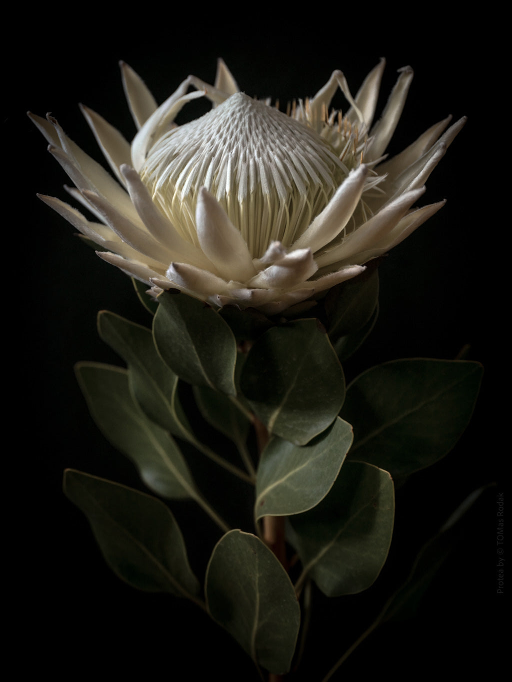 White King Protea Hasselblad photo art by Swiss photographer TOMas Rodak for sale at TOMs FLOWer CLUB, limited edition of floral art. 